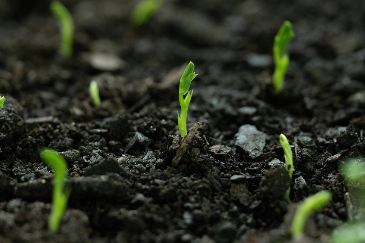 how to grow vegetables in garden
