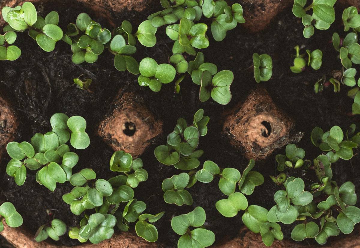 beginner showing how to grow vegetables in garden with hand-dug beds and healthy soil