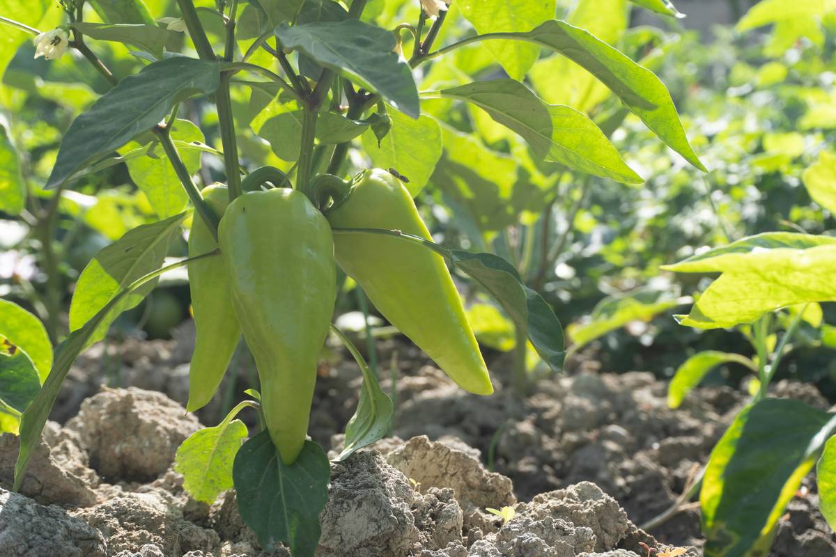 how to support peppers in garden with bamboo stakes and soft ties in a backyard vegetable patch