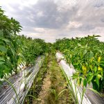 How to Support Peppers in Garden: 7 Proven Tips to Avoid Costly Mistakes