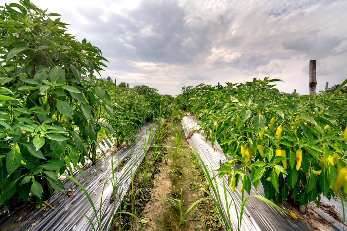 How to Support Peppers in Garden: 7 Proven Tips to Avoid Costly Mistakes
